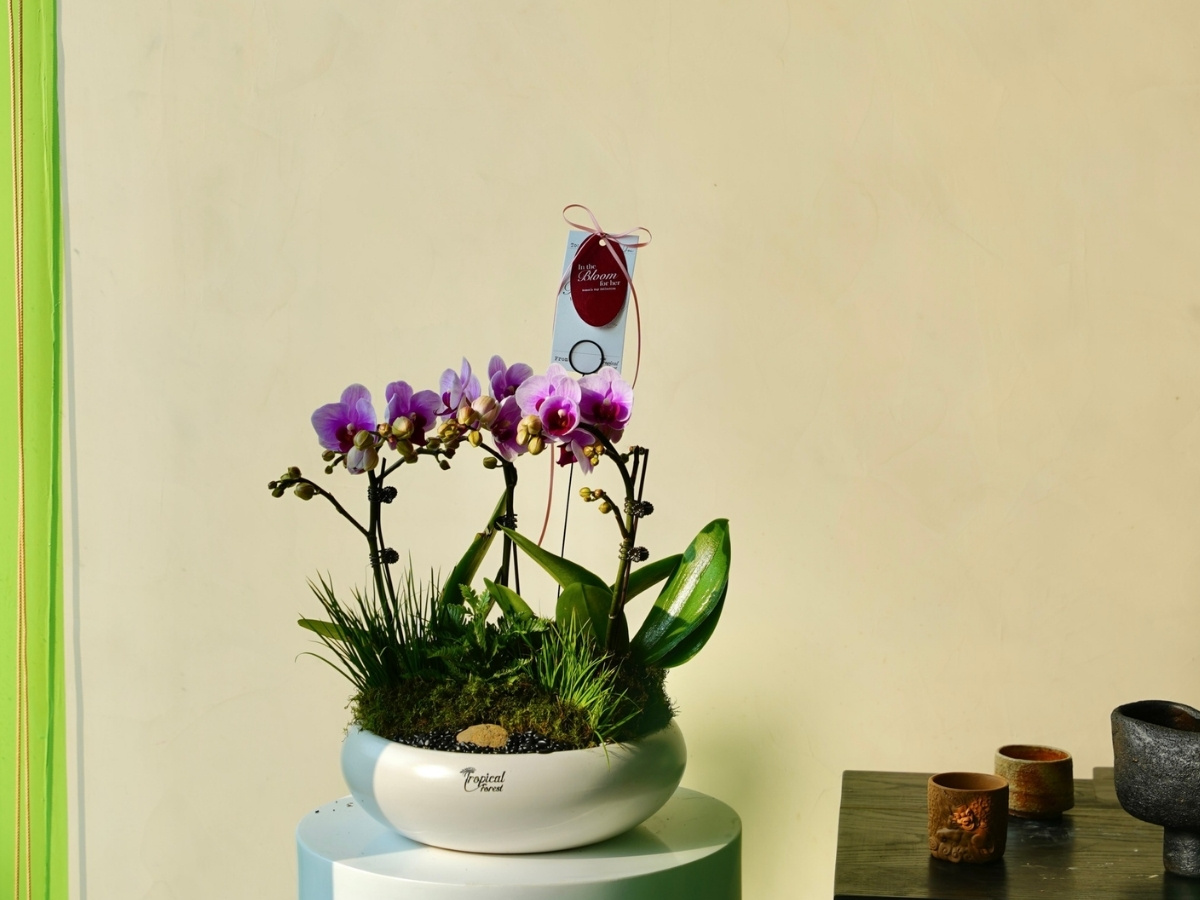 C&acirc;y xanh nhận &aacute;nh s&aacute;ng tự nhi&ecirc;n, được chăm s&oacute;c kỹ v&agrave; nạp năng lượng