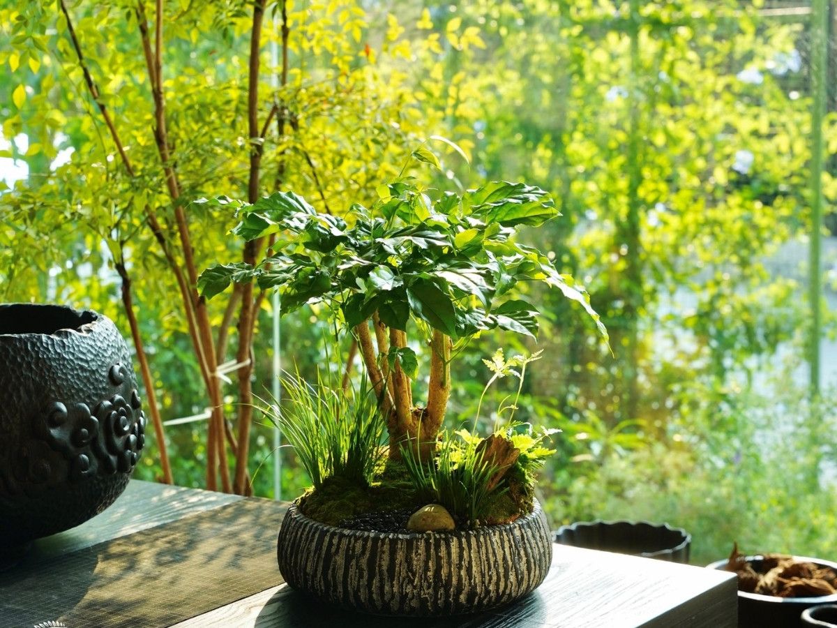 B&agrave;n l&agrave;m việc gần m&aacute;y t&iacute;nh với c&acirc;y l&aacute; rộng gi&uacute;p c&acirc;n bằng năng lượng