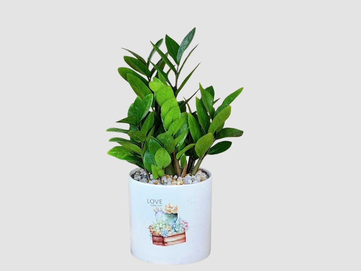 C&acirc;y Kim Tiền mini b&oacute;ng đẹp tr&ecirc;n b&agrave;n l&agrave;m việc trong văn ph&ograve;ng