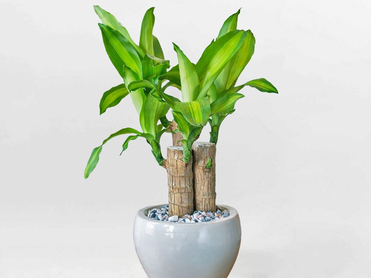 C&acirc;y Ph&aacute;t T&agrave;i nhỏ gọn, l&aacute; xanh sọc v&agrave;ng bảo vệ may mắn