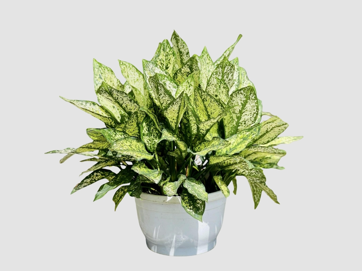 C&acirc;y Ngọc Lan l&aacute; trắng xanh đốm bạch thanh lịch, mang b&igrave;nh y&ecirc;n t&acirc;m hồn