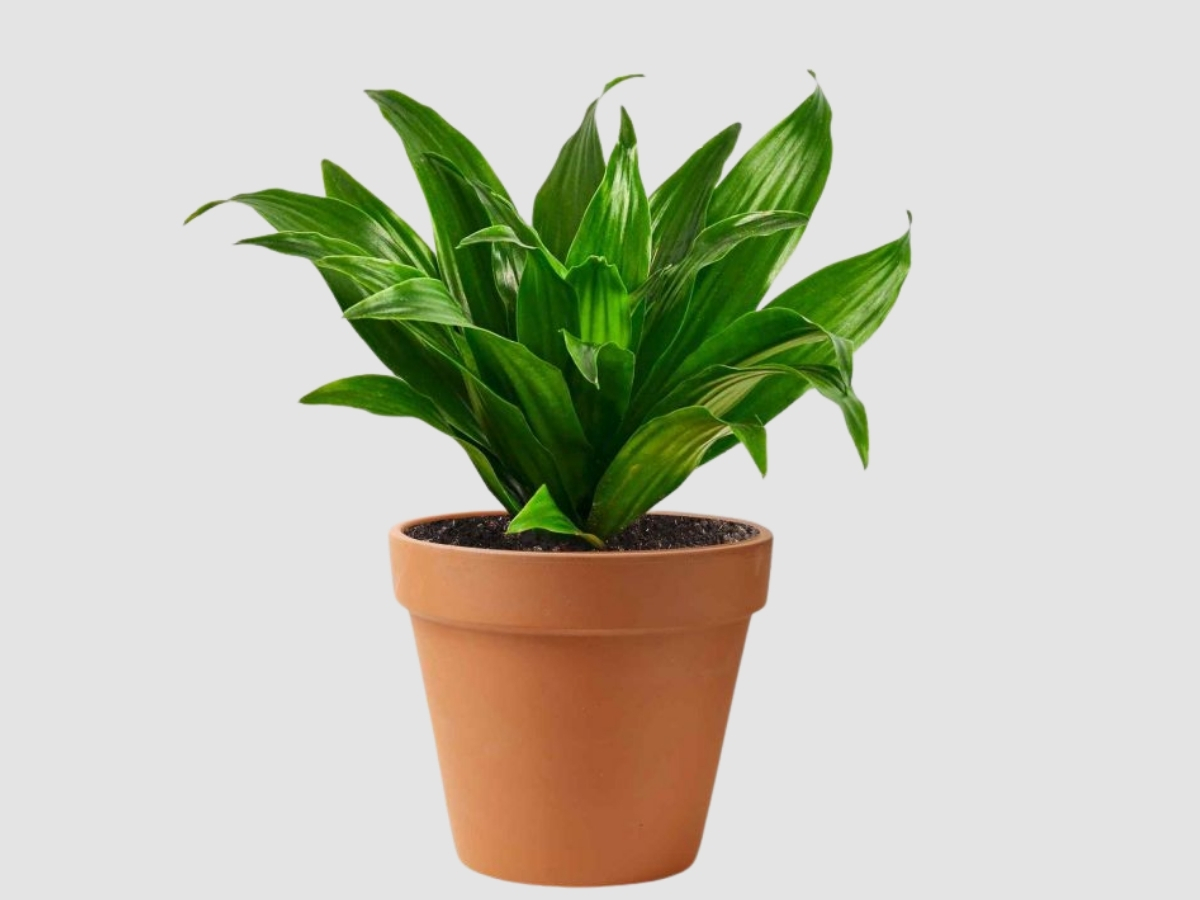 C&acirc;y Thiết Mộc Lan d&aacute;ng bonsai nhỏ, khơi dậy s&aacute;ng tạo v&agrave; năng lượng t&iacute;ch cực