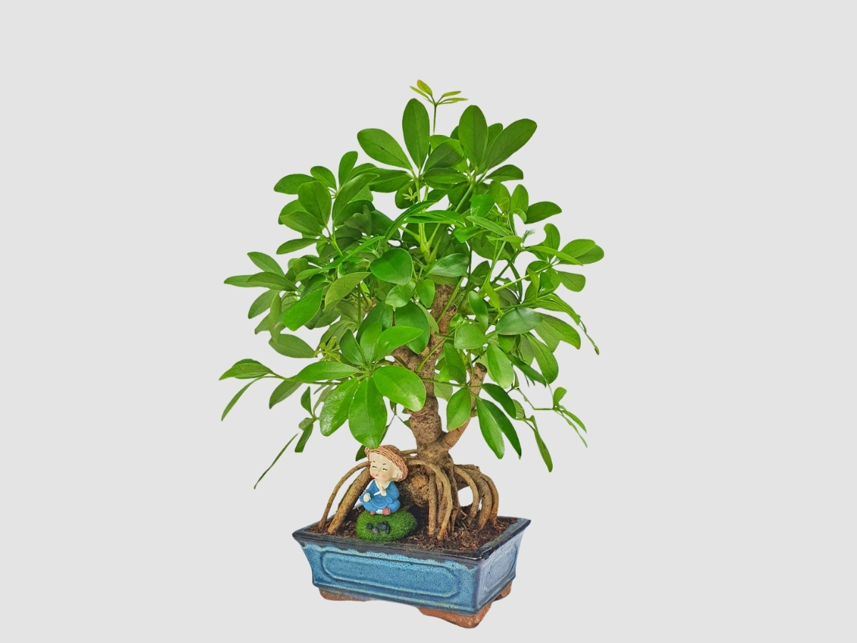 C&acirc;y Ngũ Gia B&igrave; bonsai nhỏ xinh hỗ trợ, cải thiện sức khỏe dồi d&agrave;o