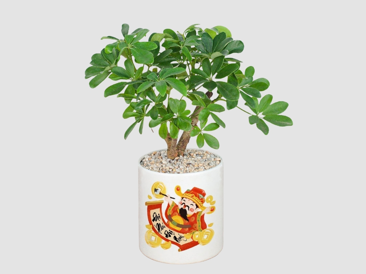 So s&aacute;nh c&acirc;y xanh hợp mệnh với c&acirc;y đỏ/đất tương khắc với Mộc