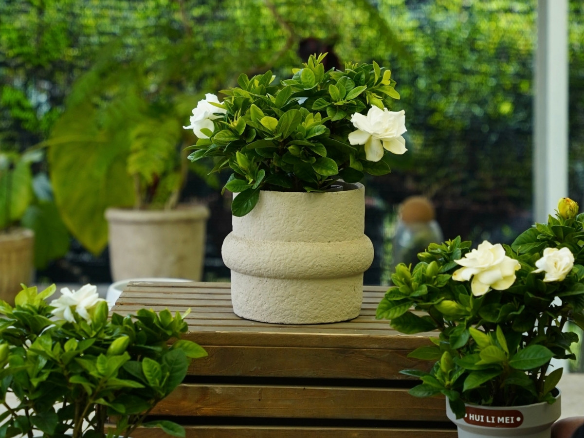 Hải Trung Kim bền vững ki&ecirc;n cường, cần c&acirc;y tương sinh để k&iacute;ch hoạt t&agrave;i kh&iacute;