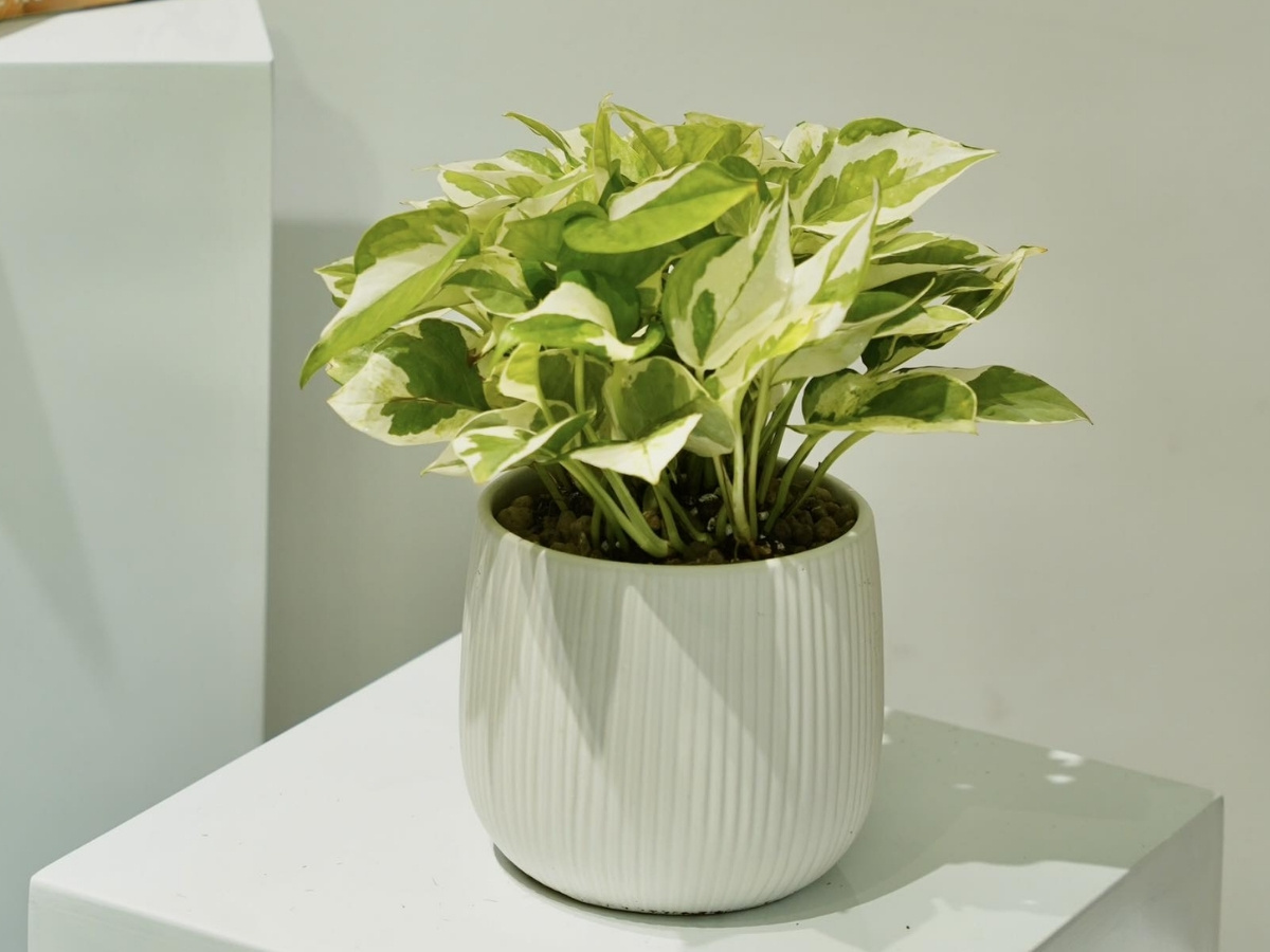 Trầu b&agrave; đế vương l&aacute; v&agrave;ng xanh biểu tượng l&atilde;nh đạo vững v&agrave;ng