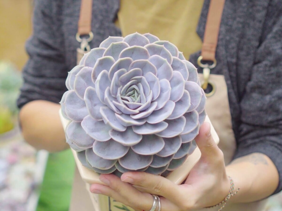 Sen đ&aacute; n&acirc;u h&agrave;nh Thổ sinh Kim - Nghị lực bền bỉ, dễ d&agrave;ng vượt qua mọi &aacute;p lực