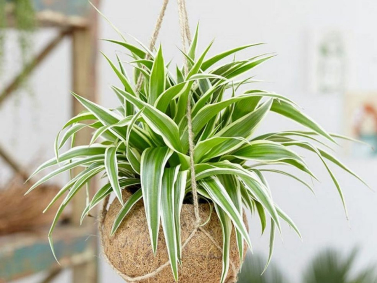 D&acirc;y nhện trắng xanh giảm stress, mang lại nhiều cơ hội bất ngờ