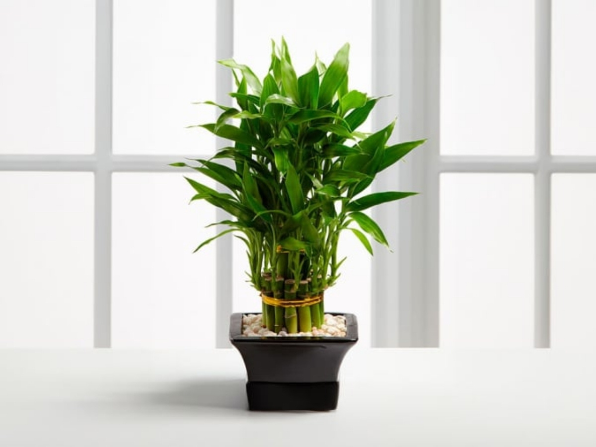 Tr&uacute;c ph&uacute; qu&yacute; uốn cong may mắn thu h&uacute;t vận may sự nghiệp cho tuổi 1984