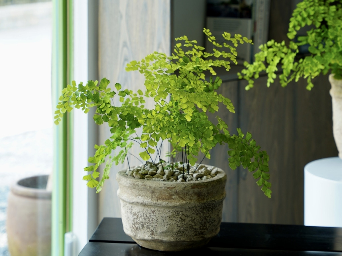 Ưu ti&ecirc;n c&acirc;y m&agrave;u trắng, v&agrave;ng, n&acirc;u, đặt hướng Đ&ocirc;ng/Đ&ocirc;ng Nam để vượng kh&iacute; &ugrave;n &ugrave;n