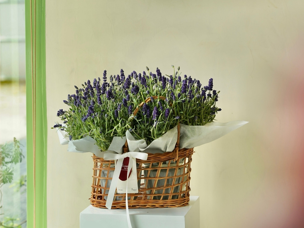 C&acirc;y xanh lọc kh&iacute; độc, giảm stress l&agrave; b&iacute; k&iacute;p sự nghiệp thăng hoa của tuổi 1984