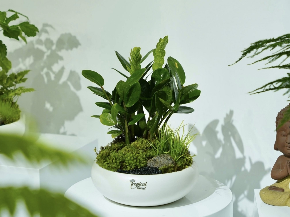 C&acirc;y kim tiền l&aacute; xanh b&oacute;ng, lựa chọn đỉnh cao h&uacute;t tiền v&agrave;o như nước