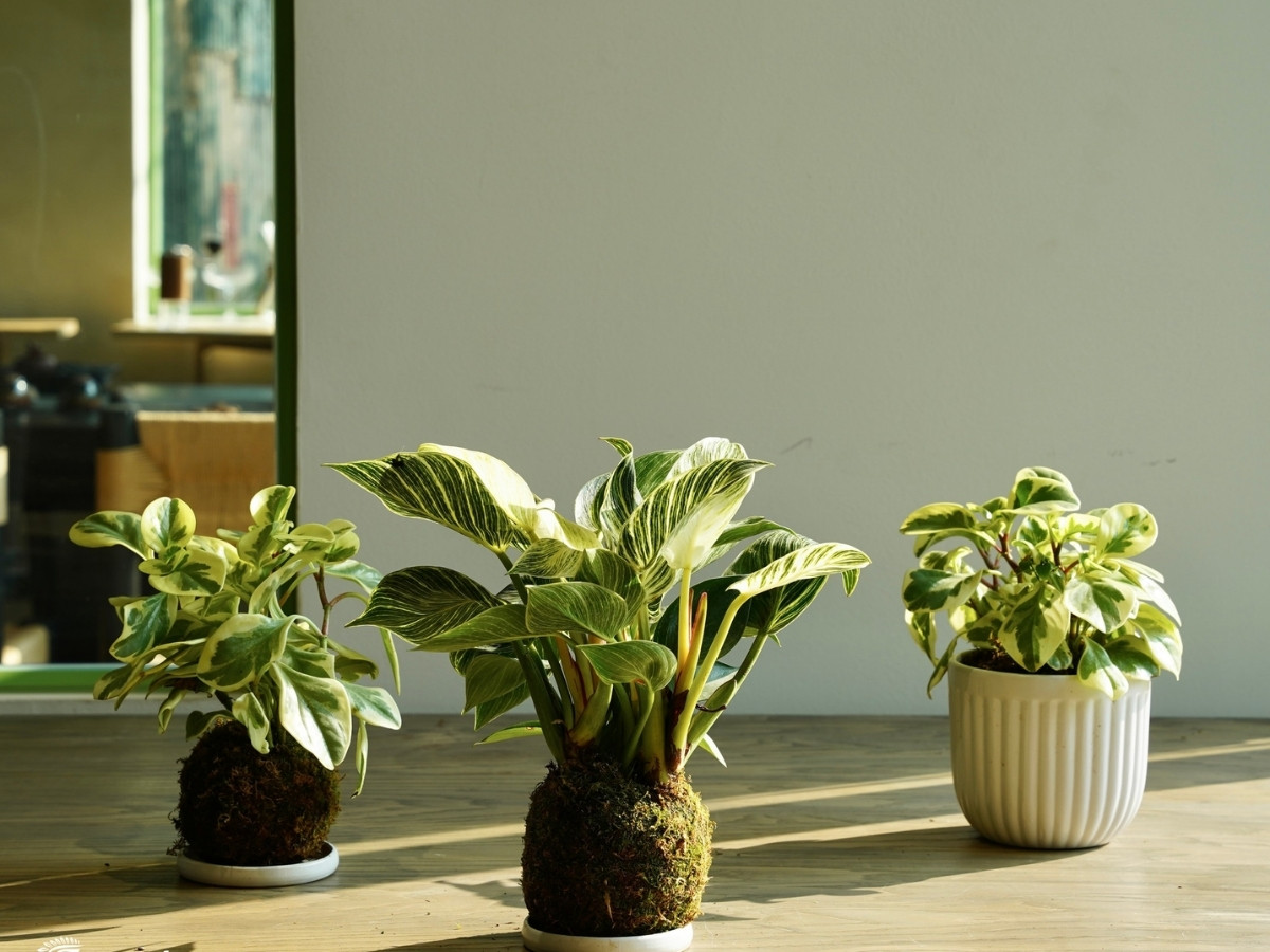 Lưỡi hổ viền v&agrave;ng sắc b&eacute;n xua t&agrave; kh&iacute; v&agrave; bảo vệ b&igrave;nh an