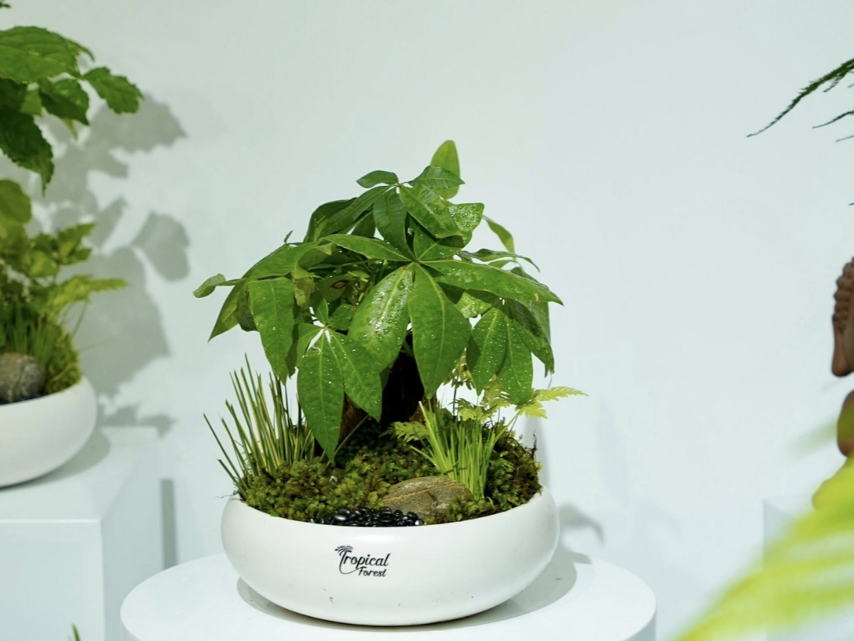 Kim ng&acirc;n ngũ l&aacute; gi&uacute;p c&acirc;n bằng ngũ h&agrave;nh v&agrave; c&acirc;n bằng sự nghiệp vi&ecirc;n m&atilde;n