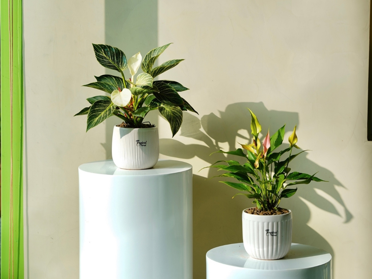 Bạch m&atilde; ho&agrave;ng tử l&aacute; trắng xanh tăng quyền uy, thăng tiến nhanh ch&oacute;ng