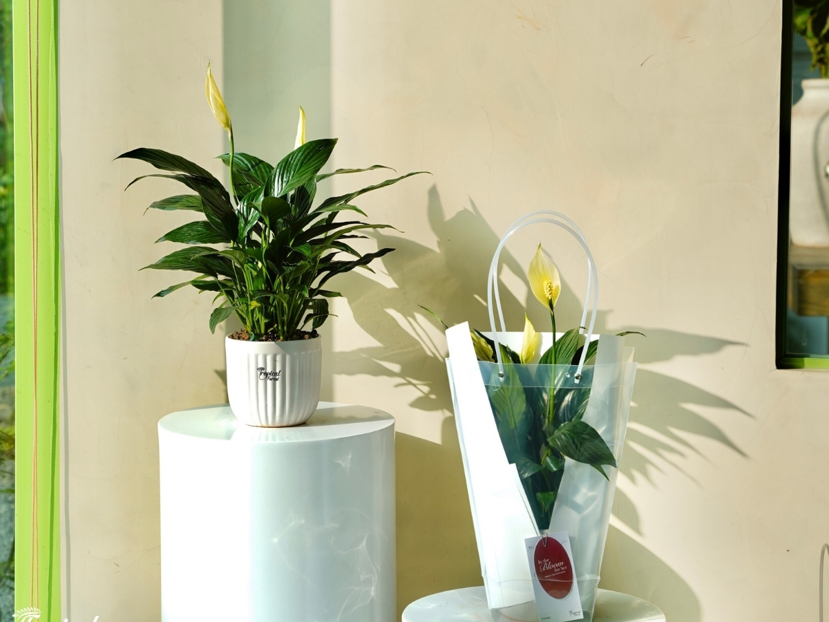 Lan &yacute; hoa trắng tinh kh&ocirc;i mang b&igrave;nh y&ecirc;n cho mệnh Kim 1984