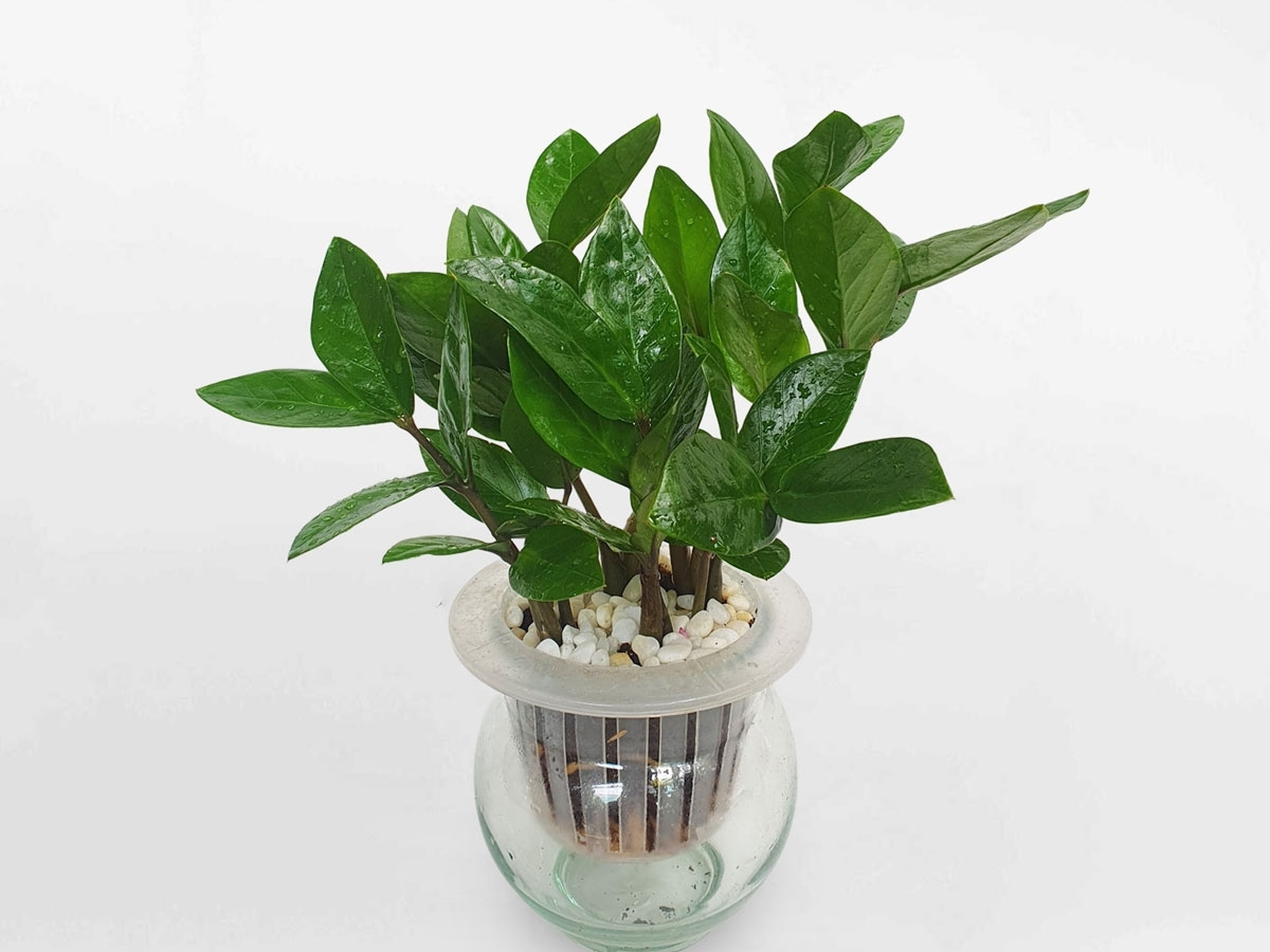 C&acirc;y kim tiền xanh b&oacute;ng l&agrave; lựa chọn số 1 mang t&agrave;i kh&iacute; cho tuổi 1997