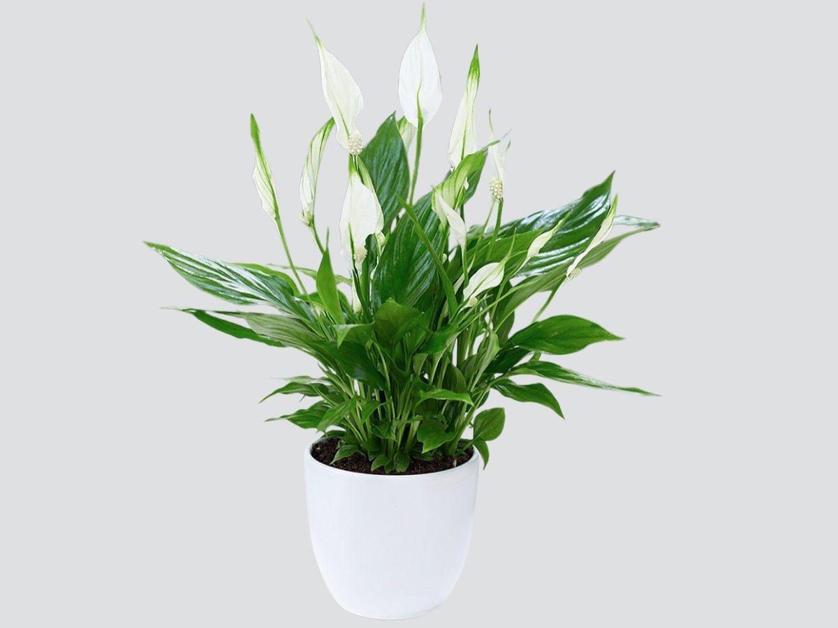 C&acirc;y lan &yacute; nở hoa trắng tinh kh&ocirc;i gi&uacute;p b&igrave;nh an t&acirc;m hồn, lọc kh&iacute; độ, tăng tập trung