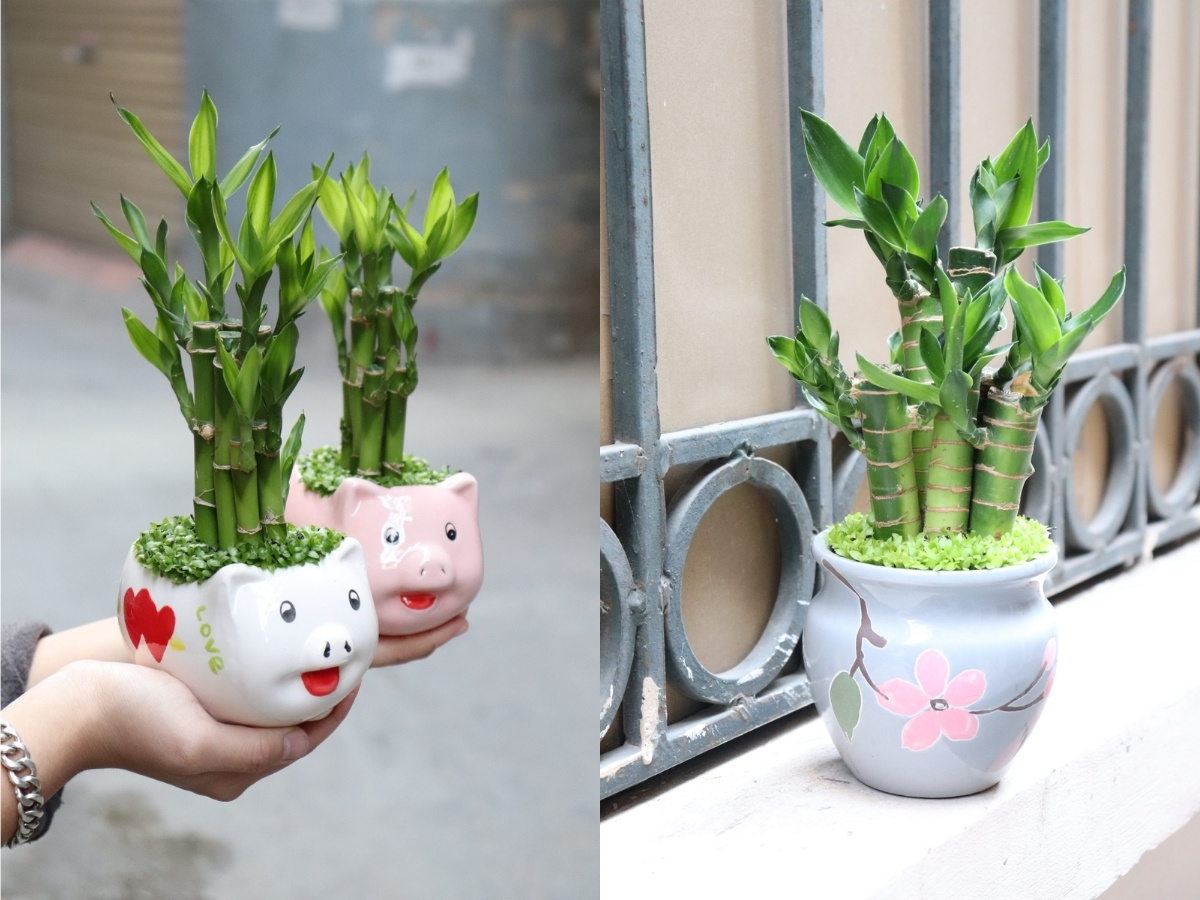 Tr&uacute;c ph&uacute; qu&yacute; thủy canh biểu tượng cho ph&uacute; qu&yacute; bền vững cho mệnh Thủy