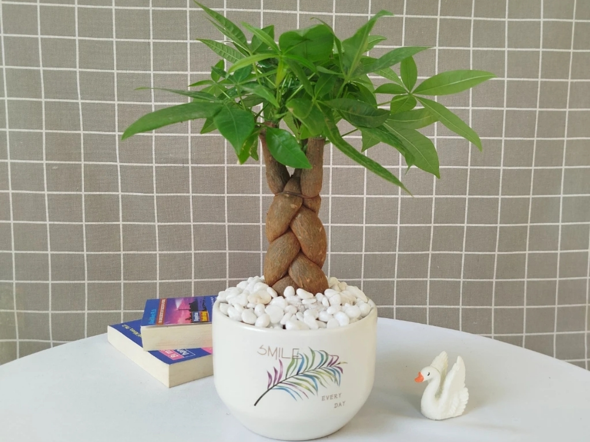 C&acirc;y kim ng&acirc;n &ldquo;ngũ ph&uacute;c l&acirc;m m&ocirc;n&rdquo; th&acirc;n bện chắc chắn, h&uacute;t t&agrave;i lộc mạnh mẽ