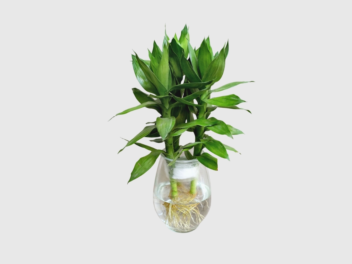 C&acirc;y ph&aacute;t lộc thủy sinh ph&aacute;t t&agrave;i ph&aacute;t lộc dồi d&agrave;o, mang vận may li&ecirc;n tục