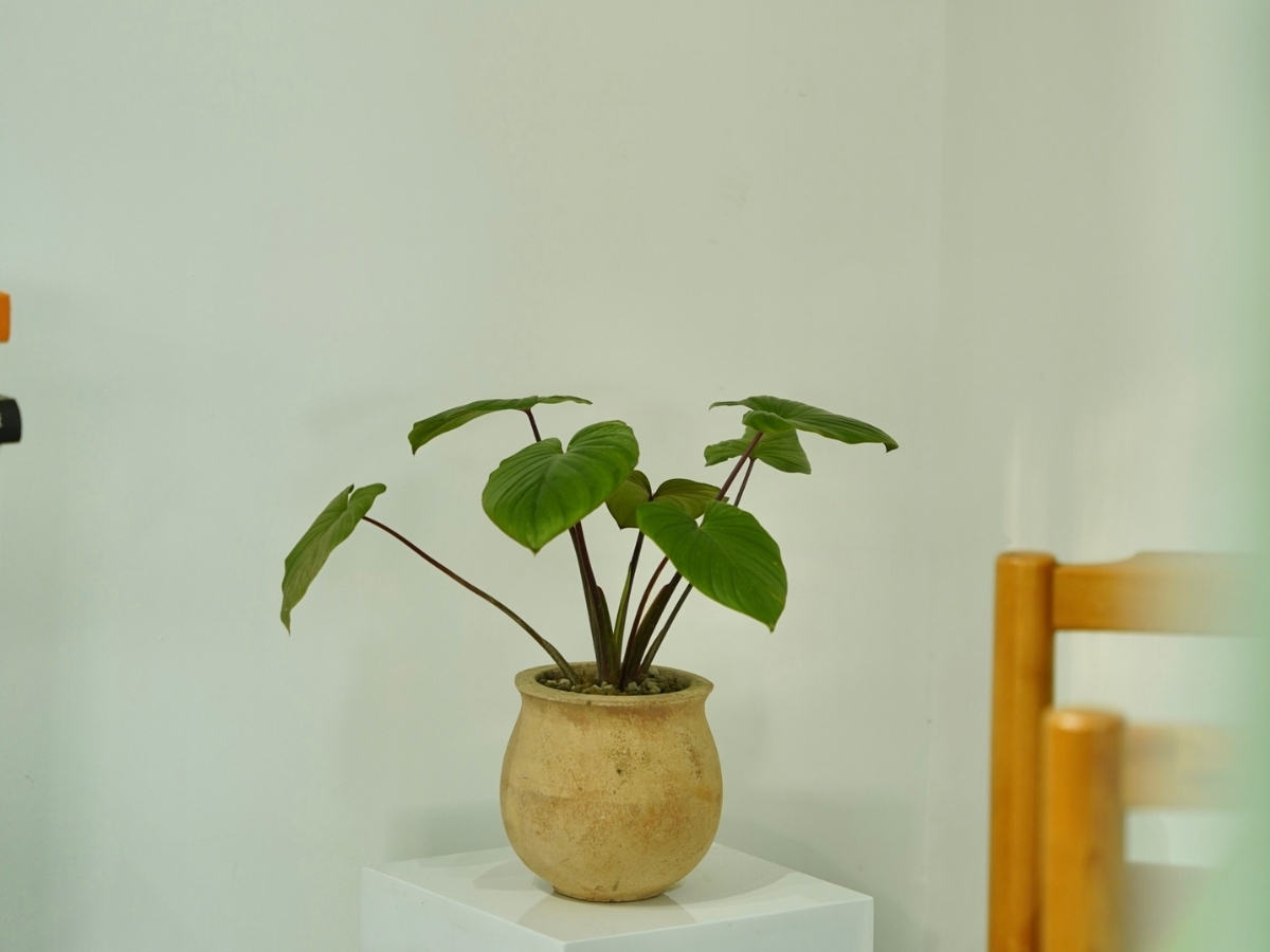 Tr&aacute;nh c&acirc;y h&agrave;nh Hỏa - Thổ, giữ b&agrave;n l&agrave;m việc khỏi năng lượng xấu