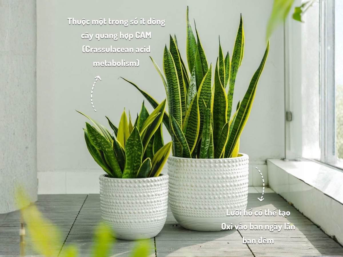 Lưỡi hổ để b&agrave;n nổi bật với d&aacute;ng đứng thẳng, ph&ugrave; hợp kh&ocirc;ng gian văn ph&ograve;ng hiện đại