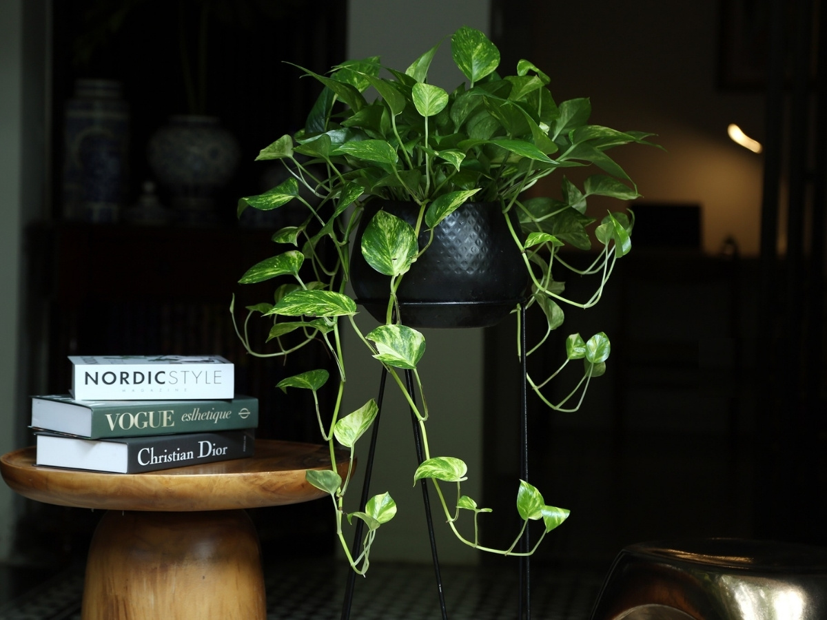 Trầu b&agrave; để b&agrave;n dễ chăm s&oacute;c, th&iacute;ch hợp đặt tr&ecirc;n b&agrave;n l&agrave;m việc hoặc kệ nhỏ