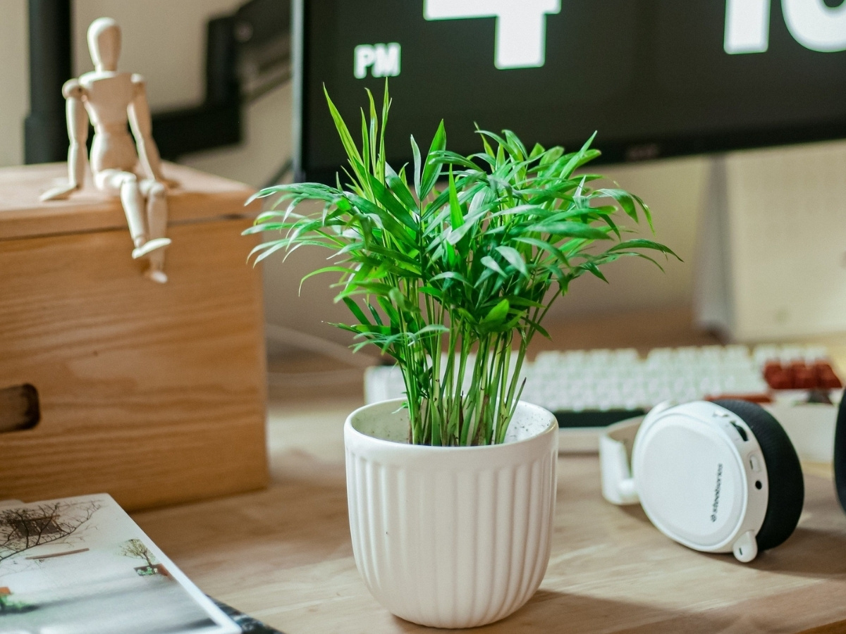 C&acirc;y cau tiểu tr&acirc;m gi&uacute;p b&agrave;n l&agrave;m việc th&ecirc;m m&agrave;u &ldquo;xanh m&aacute;t&rdquo;