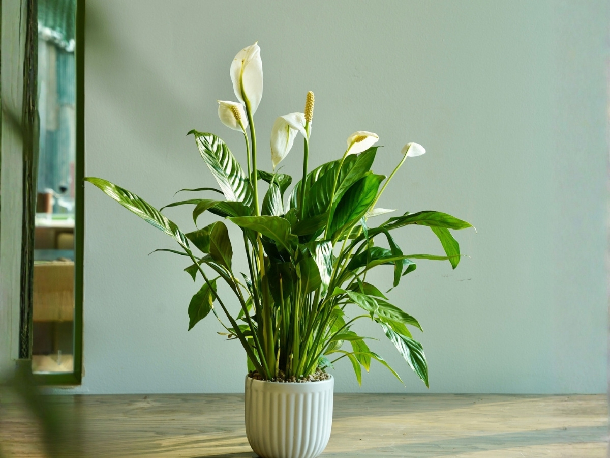 C&acirc;y Lan &Yacute; được mệnh danh l&agrave; lo&agrave;i c&acirc;y c&oacute; khả năng lọc c&aacute;c chất g&acirc;y ung thư từ m&ocirc;i trường m&aacute;y lạnh v&agrave; thiết bị điện tử rất tốt