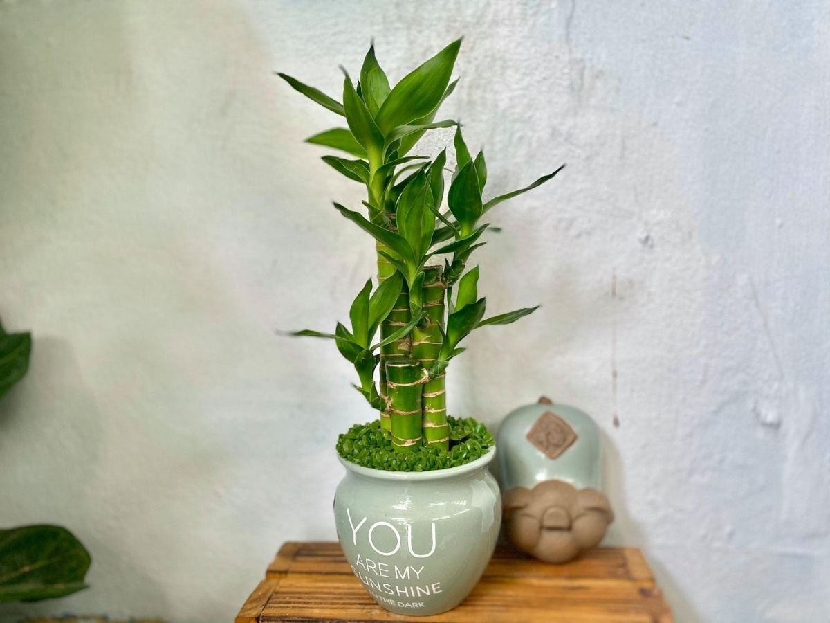 Năng lượng xanh gi&uacute;p nữ 1989 b&ugrave;ng nổ s&aacute;ng tạo, tập trung đỉnh cao