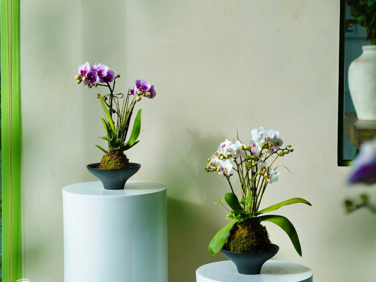 C&acirc;y hợp mệnh Mộc l&agrave; nam ch&acirc;m h&uacute;t t&agrave;i lộc, thăng tiến cho nữ 1989