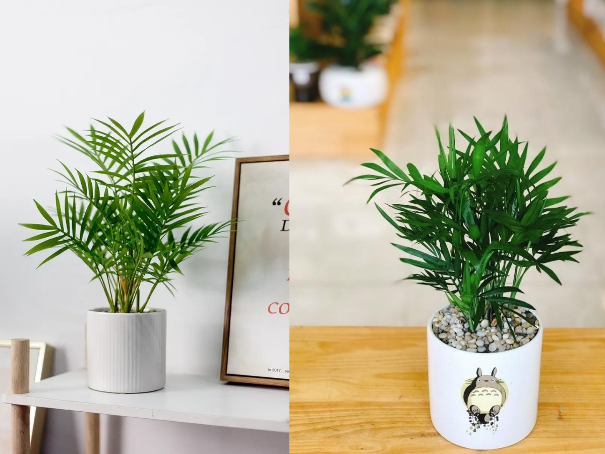 Cau tiểu tr&acirc;m thanh tho&aacute;t tăng cường b&igrave;nh an v&agrave; sức khỏe trọn vẹn