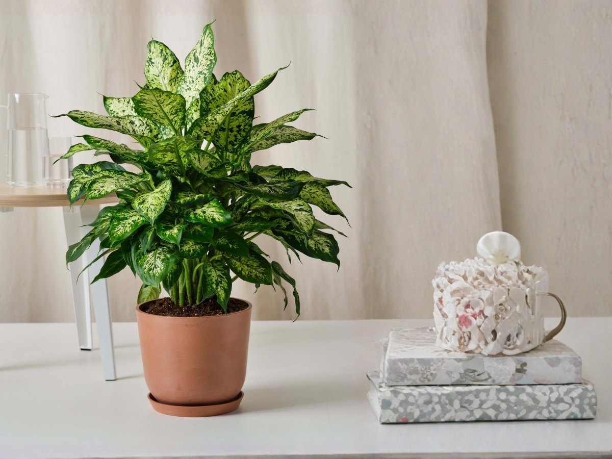 Vạn ni&ecirc;n thanh xanh mướt cải thiện sung t&uacute;c l&acirc;u d&agrave;i, hạnh ph&uacute;c vi&ecirc;n m&atilde;n