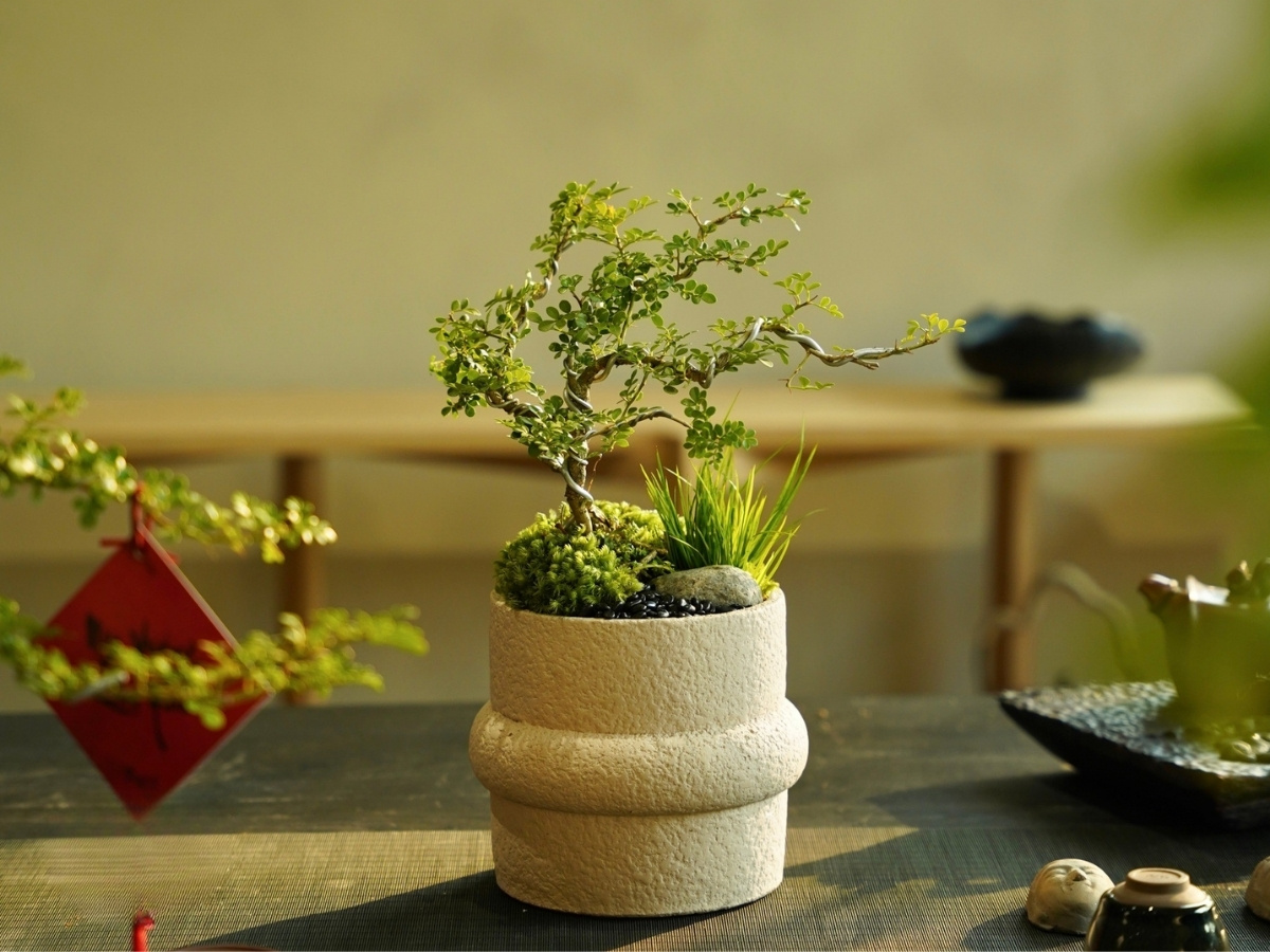 C&acirc;y cảnh dễ chăm s&oacute;c d&agrave;nh ri&ecirc;ng cho nữ 1989 bận rộn nhưng vẫn xanh tốt