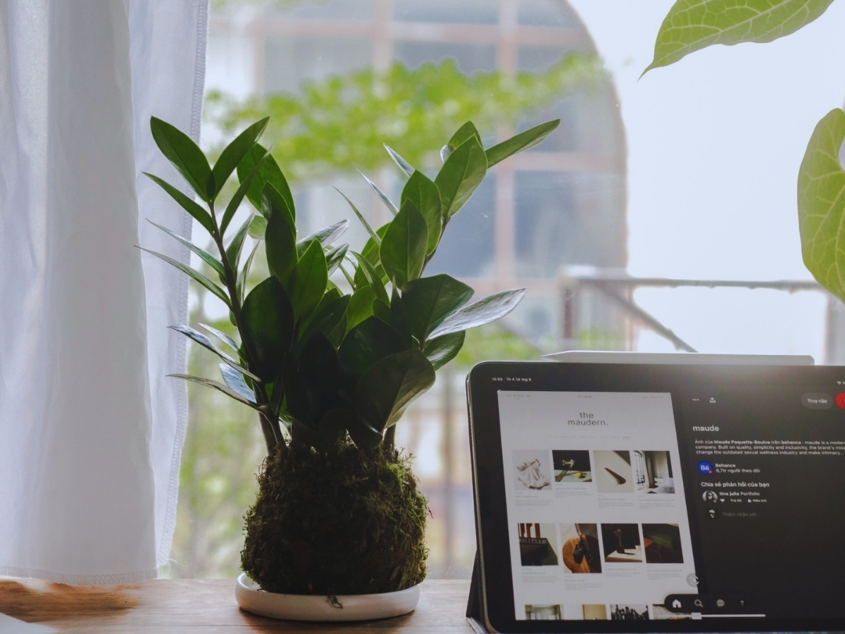 C&acirc;y Kim Tiền biểu tượng cho t&agrave;i lộc v&agrave; thịnh vượng