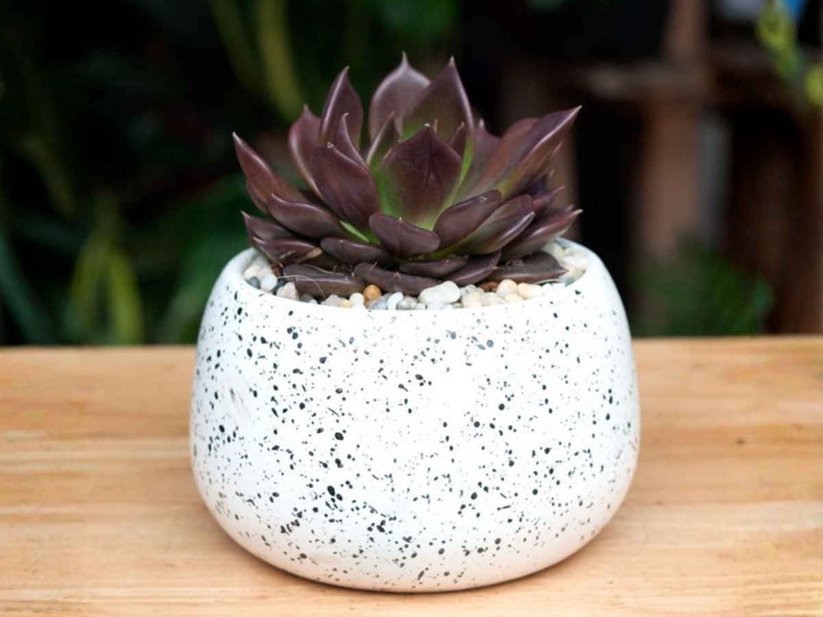 Sen đ&aacute; n&acirc;u để b&agrave;n mang &yacute; nghĩa bền bỉ v&agrave; c&acirc;n bằng năng lượng