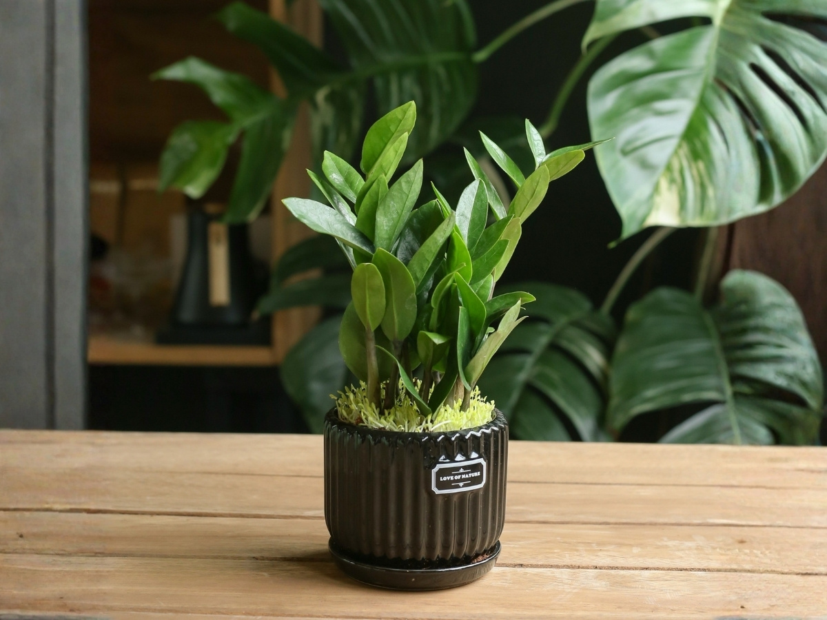 C&acirc;y kim tiền tượng trưng cho sự gi&agrave;u sang